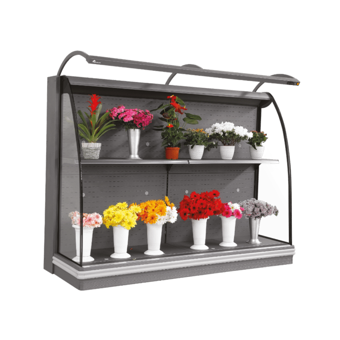 Chrysanthème – Image 2
